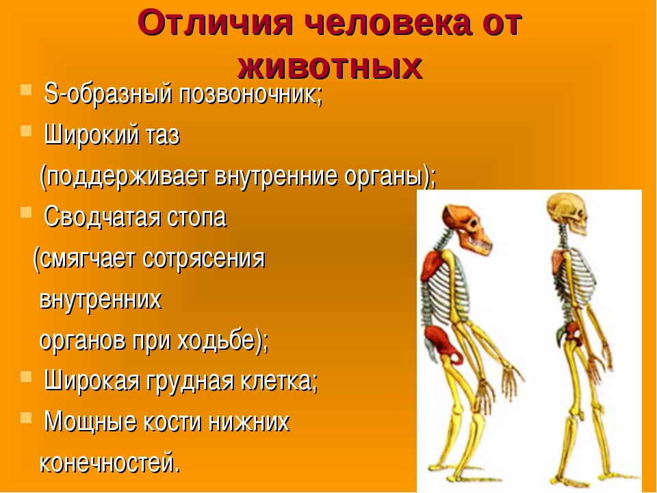 В чем сходство скелета человека и млекопитающих. Отличие человека от животного биология 8 класс. Отличие человека от животного биология 11 класс. Что отличает человека от животного. Отличия и различия человека и животных.